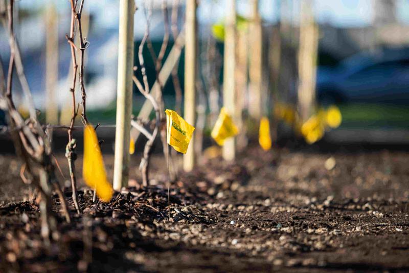 Ecco la vigna di Citylife. Tra i grattacieli, 170 piante di uva – FOTO