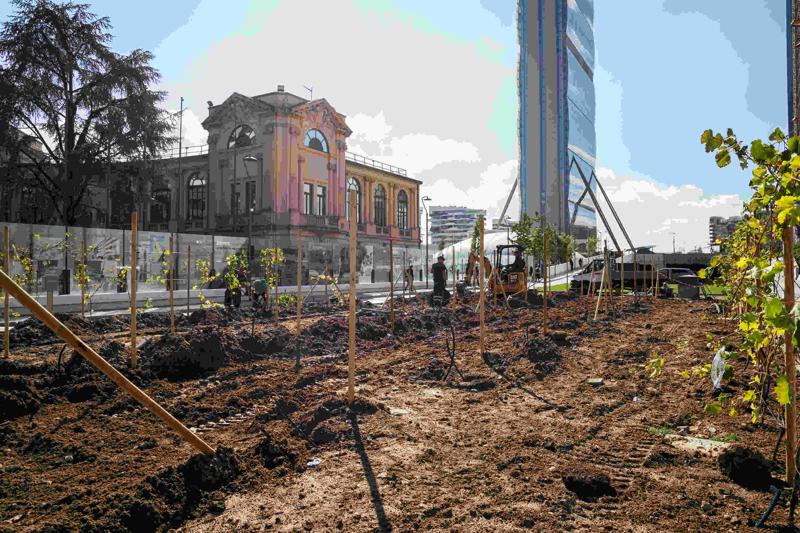 Ecco la vigna di Citylife. Tra i grattacieli, 170 piante di uva – FOTO