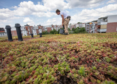 Sounds green: più boschi urbani nel crowdfunding Intesa Sanpaolo-Legambiente