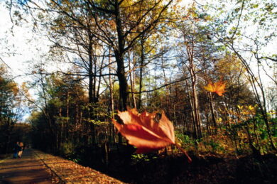 Non cadono le foglie e ci sono le zanzare. Pazzo autunno, ecco il perchè