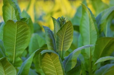JTI e Ministero delle politiche agricole sostengono insieme gli investimenti