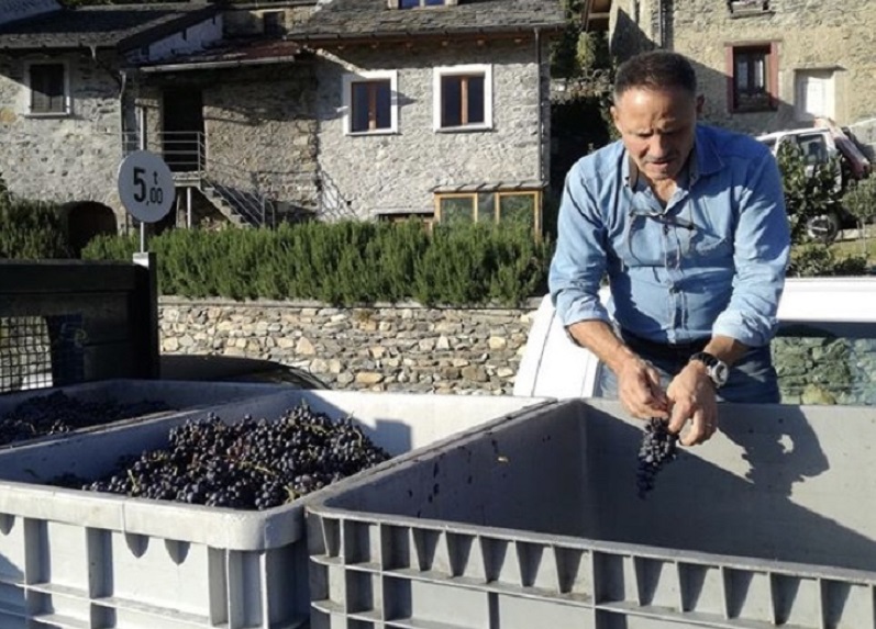 Wine, vendemmia di qualità in Valtellina Wine, vendemmia di qualità in Valtellina