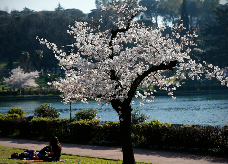 Eur come il Giappone: al laghetto 24 nuovi ciliegi per la festa degli alberi Eur come il Giappone: al laghetto 24 nuovi ciliegi per la festa degli alberi