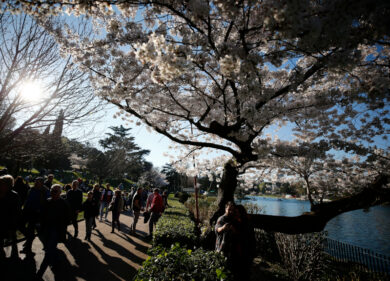 Eur come il Giappone: al laghetto 24 nuovi ciliegi per la festa degli alberi