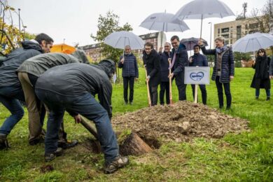 Giornata nazionale degli alberi. Costa: “Creiamo foreste urbane”