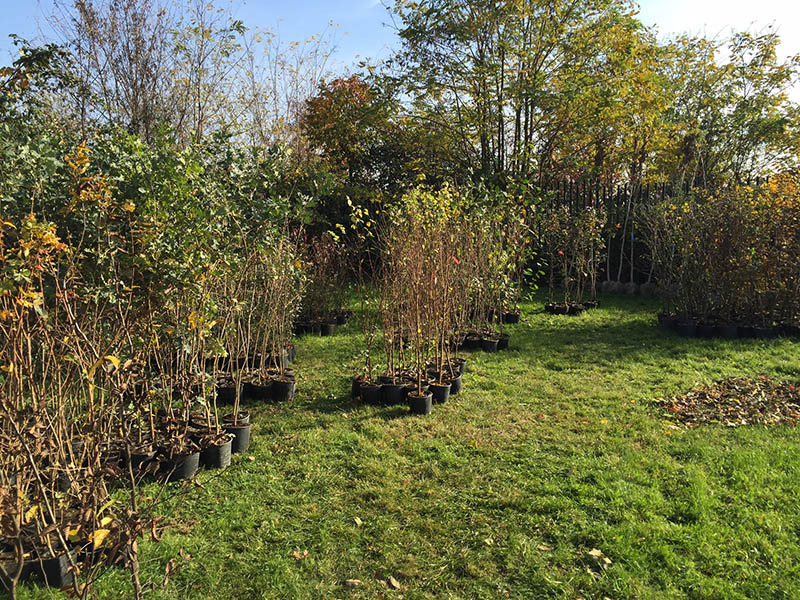 Milano, nasce il fondo ForestaMI, obiettivo 3 mln di alberi entro il 2030 Milano, nasce il fondo ForestaMI, obiettivo 3 mln di alberi entro il 2030