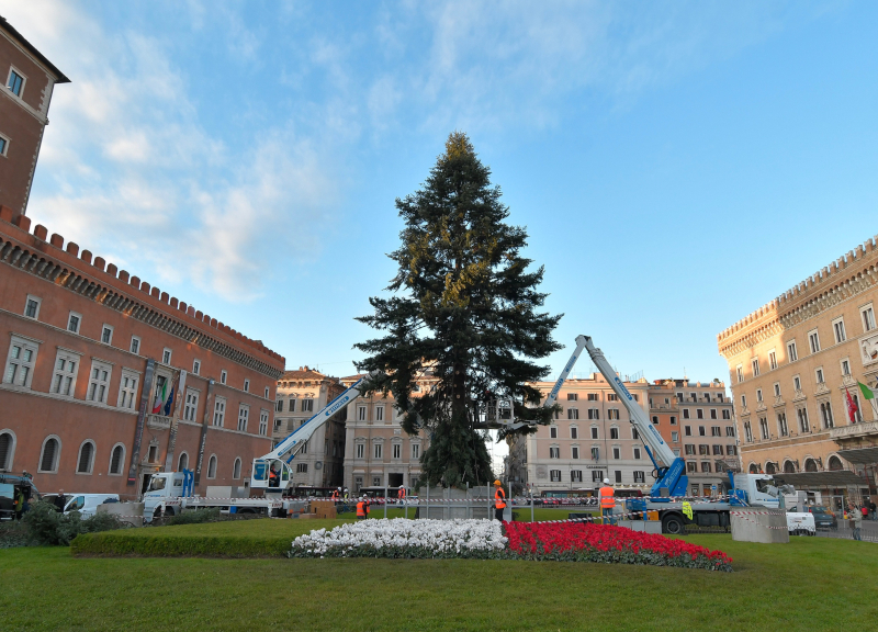 Spelacchio arriva a piazza Venezia: è di Varese ed avrà 80mila luci led Spelacchio arriva a piazza Venezia: è di Varese ed avrà 80mila luci led