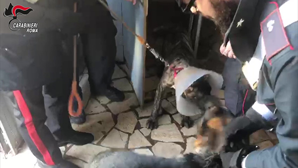 Cani feriti prigionieri in un ristorante cinese. Affidati al canile Muratella Cani feriti prigionieri in un ristorante cinese. Affidati al canile Muratella