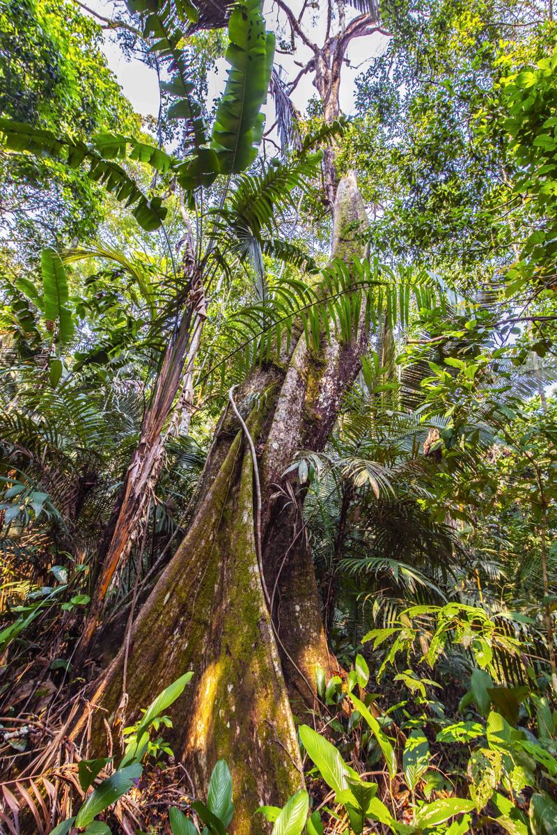 Amazzonia 2019, foresta in fiamme: bruciati 12 mln di ettari. Il fotoreportage