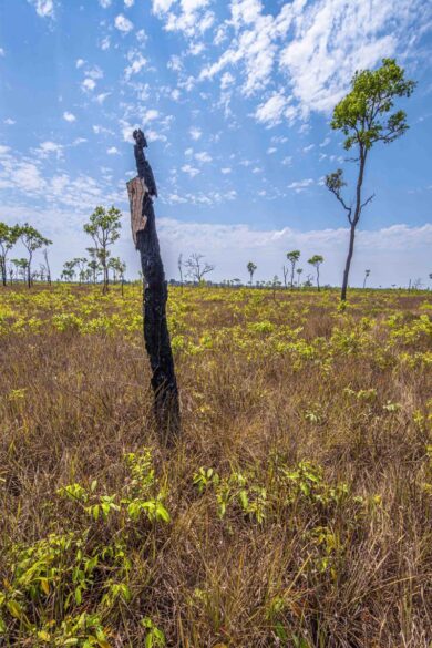 Amazzonia 2019, foresta in fiamme: bruciati 12 mln di ettari. Il fotoreportage