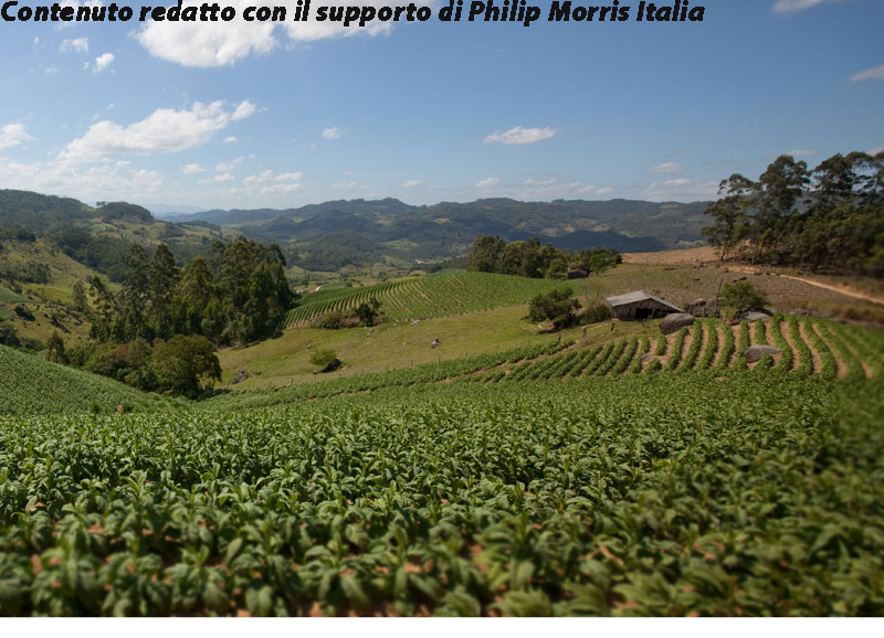 Filiera italiana del tabacco: l’importanza degli accordi di filiera Filiera italiana del tabacco: l’importanza degli accordi di filiera