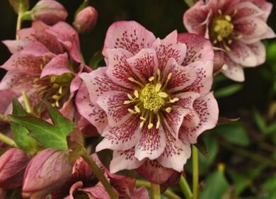 Natale 2019, è boom di vendite per gli ellebori