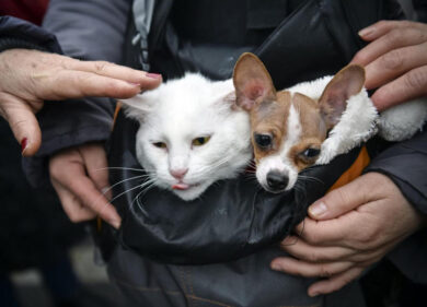 Capodanno, come proteggere gli animali dai botti