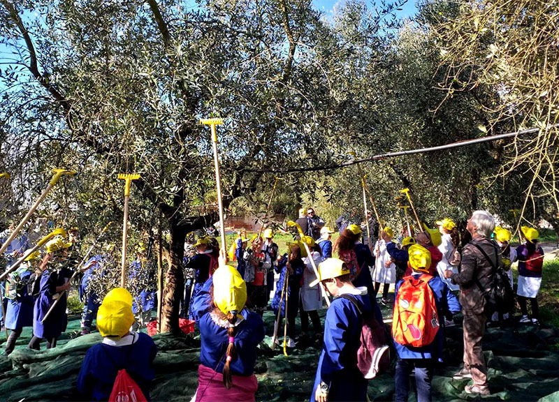 Fake news su olio: per Coldiretti e Aprol nuove opportunità dall’oleoturismo Fake news su olio: per Coldiretti e Aprol nuove opportunità dall’oleoturismo