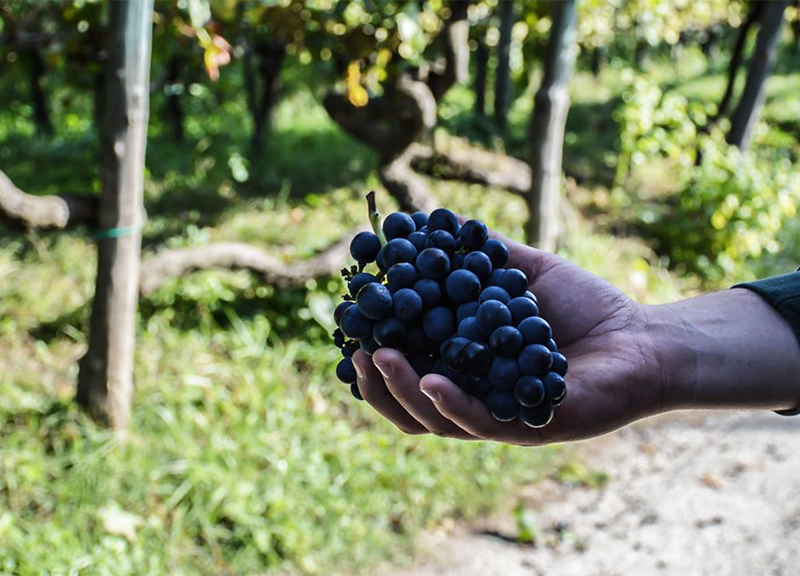 Il progetto Ansenum riscopre il vino degli antichi romani che diventa “Eroico” Il progetto Ansenum riscopre il vino degli antichi romani che diventa “Eroico”