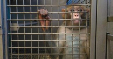 Lettera aperta al ministro Speranza. “Basta testare farmaci sugli animali”