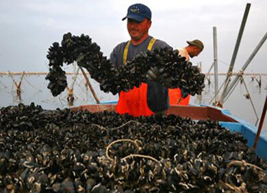 Cozza Tarantina, un Festival itinerante per rilanciare il “mitile ignoto”