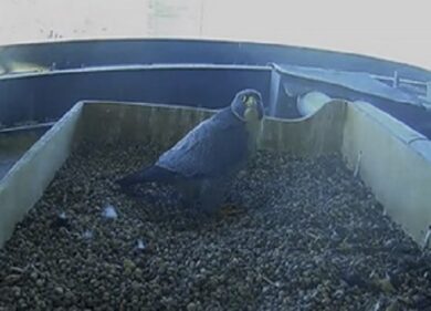 Pirellone, sono tornati i falchi pellegrini. VIDEO