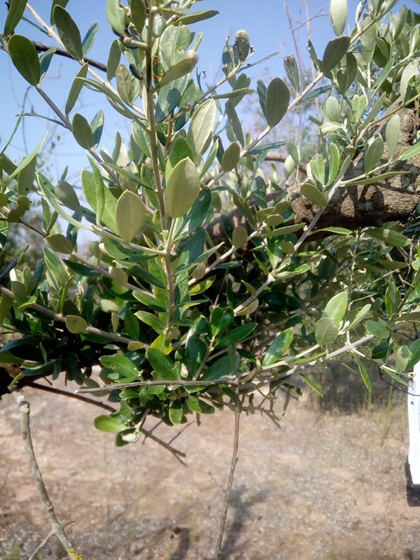 Xylella uccisa dal freddo. Scoperto il rimedio contro il batterio. ESCLUSIVA Xylella uccisa dal freddo. Scoperto il rimedio contro il batterio. ESCLUSIVA