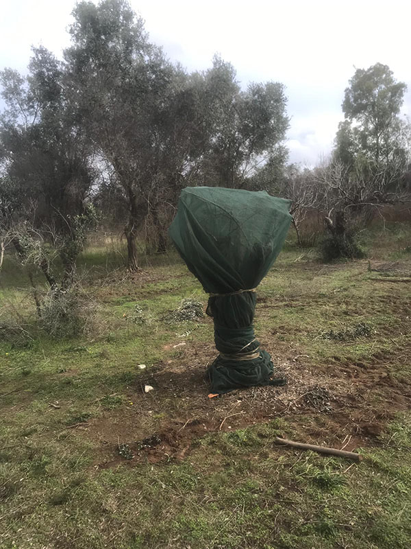 Xylella uccisa dal freddo. Scoperto il rimedio contro il batterio. ESCLUSIVA Xylella uccisa dal freddo. Scoperto il rimedio contro il batterio. ESCLUSIVA