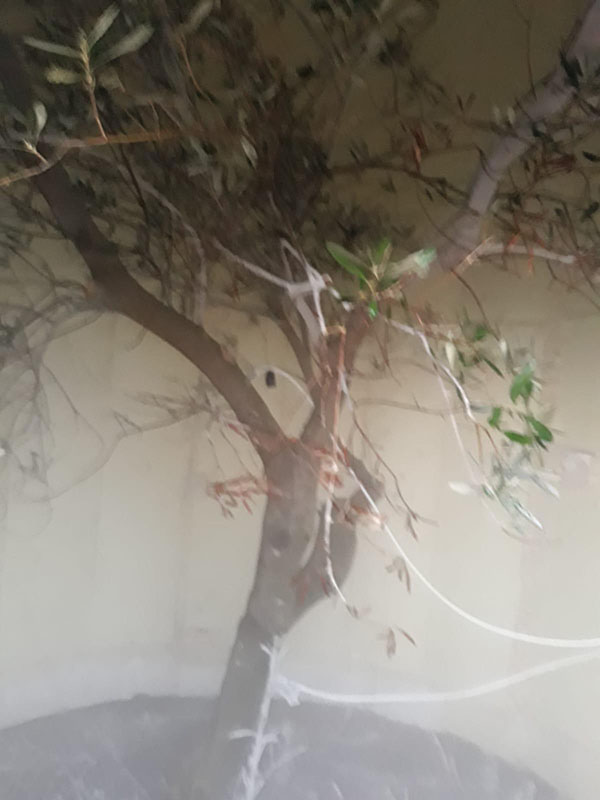 Xylella uccisa dal freddo. Scoperto il rimedio contro il batterio. ESCLUSIVA Xylella uccisa dal freddo. Scoperto il rimedio contro il batterio. ESCLUSIVA