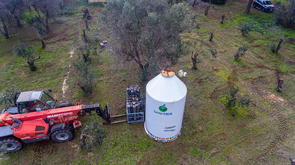 Xylella uccisa dal freddo. Scoperto il rimedio contro il batterio. ESCLUSIVA Xylella uccisa dal freddo. Scoperto il rimedio contro il batterio. ESCLUSIVA