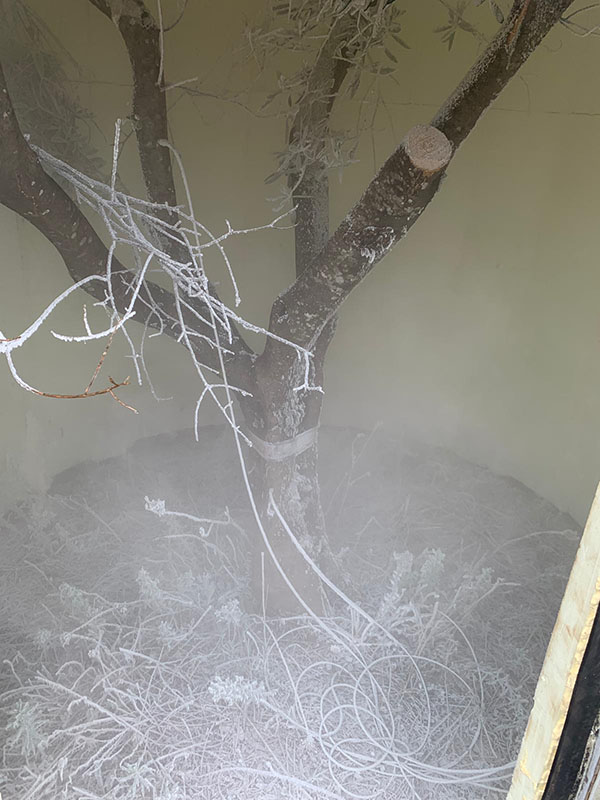 Xylella uccisa dal freddo. Scoperto il rimedio contro il batterio. ESCLUSIVA Xylella uccisa dal freddo. Scoperto il rimedio contro il batterio. ESCLUSIVA