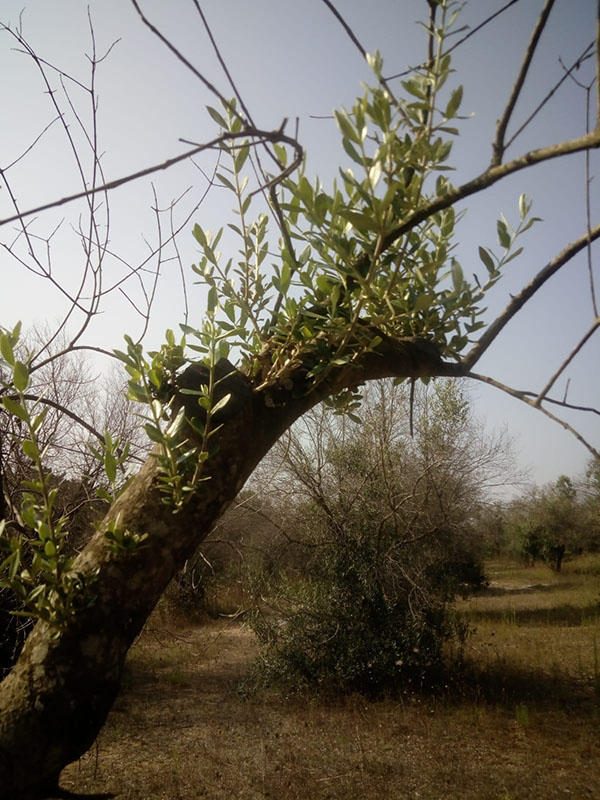 Xylella uccisa dal freddo. Scoperto il rimedio contro il batterio. ESCLUSIVA Xylella uccisa dal freddo. Scoperto il rimedio contro il batterio. ESCLUSIVA