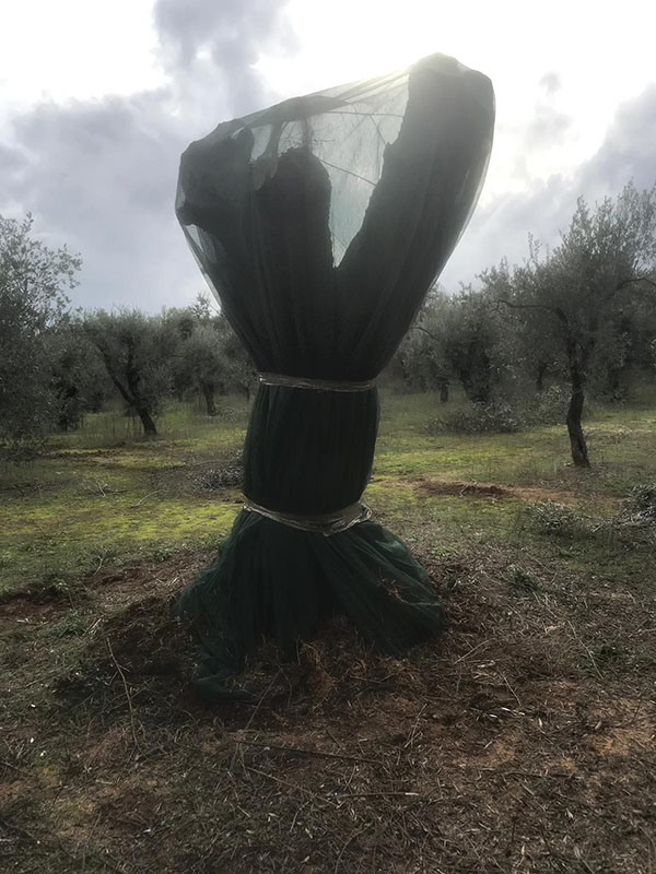 Xylella uccisa dal freddo. Scoperto il rimedio contro il batterio. ESCLUSIVA Xylella uccisa dal freddo. Scoperto il rimedio contro il batterio. ESCLUSIVA