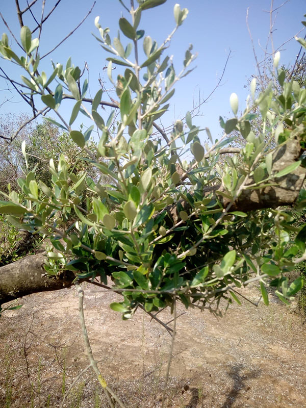 Xylella uccisa dal freddo. Scoperto il rimedio contro il batterio. ESCLUSIVA Xylella uccisa dal freddo. Scoperto il rimedio contro il batterio. ESCLUSIVA