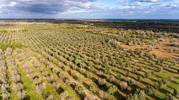Xylella uccisa dal freddo. Scoperto il rimedio contro il batterio. ESCLUSIVA Xylella uccisa dal freddo. Scoperto il rimedio contro il batterio. ESCLUSIVA