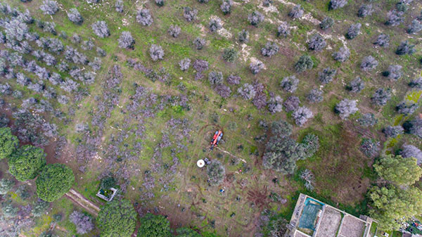 Xylella uccisa dal freddo. Scoperto il rimedio contro il batterio. ESCLUSIVA