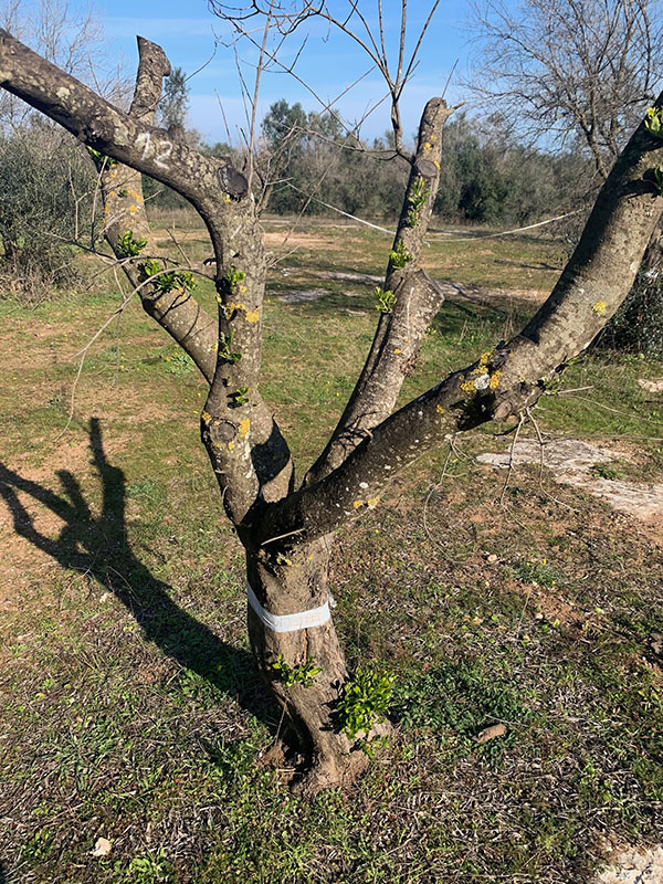 Xylella uccisa dal freddo. Scoperto il rimedio contro il batterio. ESCLUSIVA Xylella uccisa dal freddo. Scoperto il rimedio contro il batterio. ESCLUSIVA