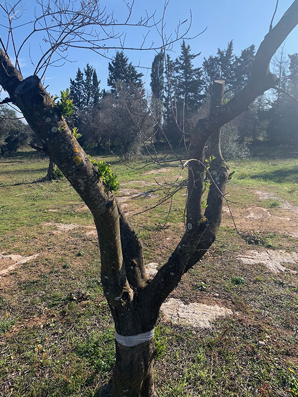 Xylella uccisa dal freddo. Scoperto il rimedio contro il batterio. ESCLUSIVA Xylella uccisa dal freddo. Scoperto il rimedio contro il batterio. ESCLUSIVA