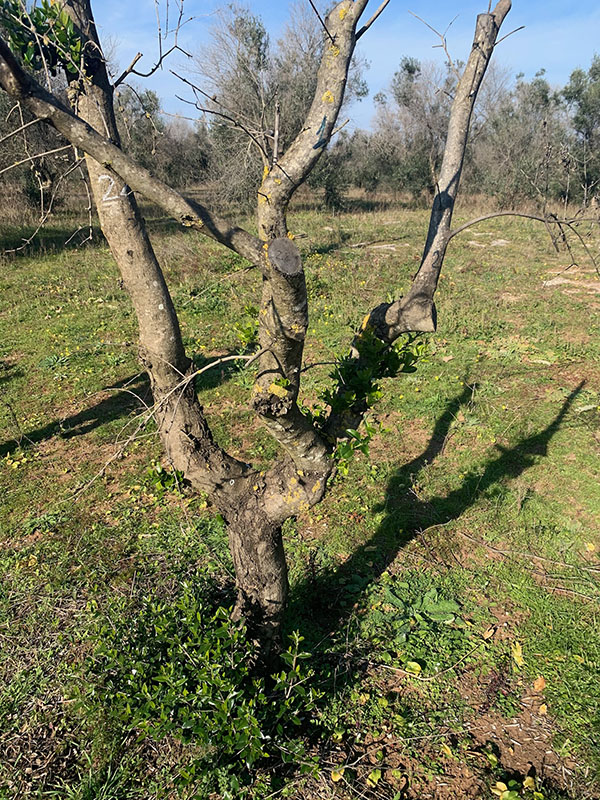 Xylella uccisa dal freddo. Scoperto il rimedio contro il batterio. ESCLUSIVA Xylella uccisa dal freddo. Scoperto il rimedio contro il batterio. ESCLUSIVA
