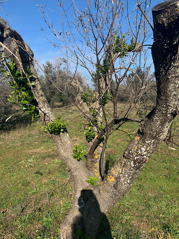 Xylella uccisa dal freddo. Scoperto il rimedio contro il batterio. ESCLUSIVA Xylella uccisa dal freddo. Scoperto il rimedio contro il batterio. ESCLUSIVA