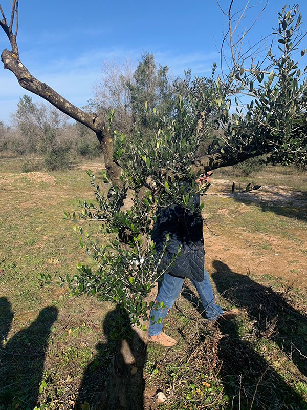 Xylella uccisa dal freddo. Scoperto il rimedio contro il batterio. ESCLUSIVA