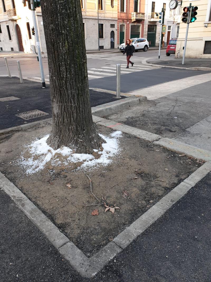 Via Benedetto Marcello, vandalismo contro gli alberi. Danni a rami e radici
