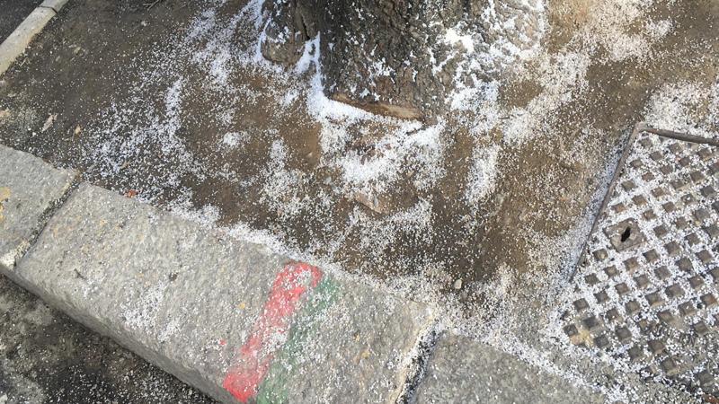 Via Benedetto Marcello, vandalismo contro gli alberi. Danni a rami e radici