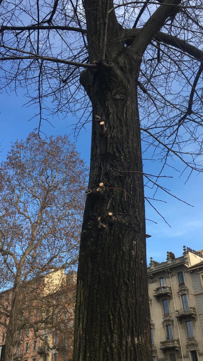 Via Benedetto Marcello, vandalismo contro gli alberi. Danni a rami e radici