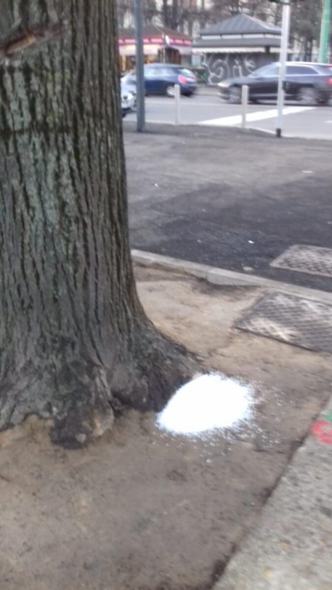 Via Benedetto Marcello, vandalismo contro gli alberi. Danni a rami e radici