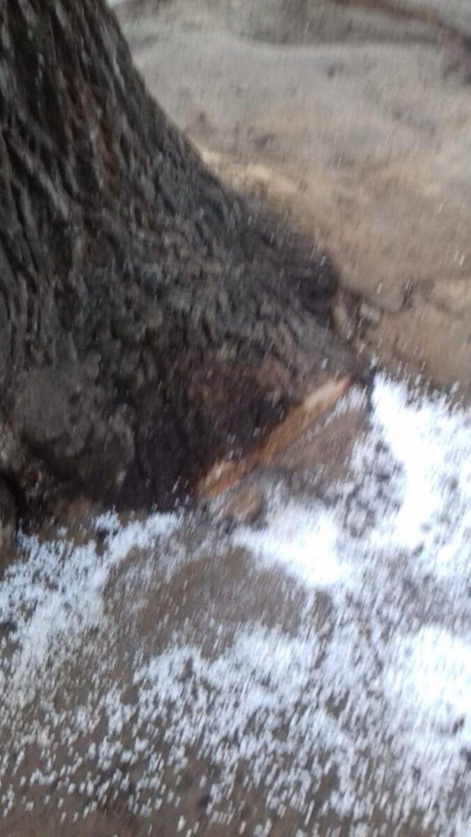 Via Benedetto Marcello, vandalismo contro gli alberi. Danni a rami e radici
