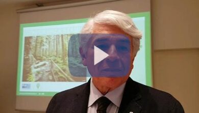 Gestione forestale sostenibile: alleanza con le imprese locali vs abbandono