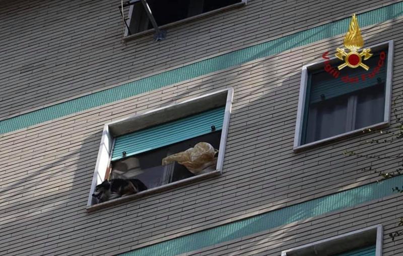 Corsico, cane bloccato su davanzale per forte vento, salvato da pompieri Corsico, cane bloccato su davanzale per forte vento, salvato da pompieri