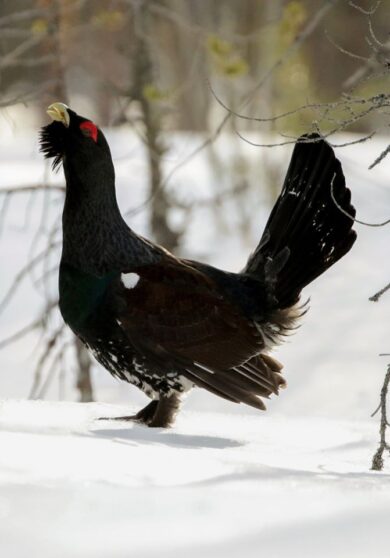 Legittima difesa, sentenza storica a Bolzano: si può colpire l’uccello molesto
