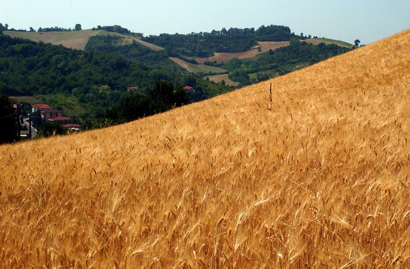 Bayer: i progressi di pipeline e ricerca per la divisione Crop Science Bayer: i progressi di pipeline e ricerca per la divisione Crop Science