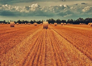 Aziende agricole fanno crescere le reti d’impresa. Alla Campania il primato