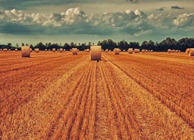 Aziende agricole fanno crescere le reti d’impresa. Alla Campania il primato Aziende agricole fanno crescere le reti d’impresa. Alla Campania il primato