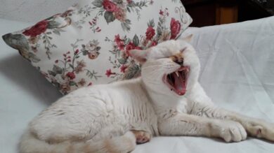 Giornata nazionale del gatto, come prepararsi ad adottarlo