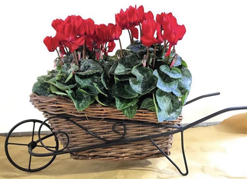 I fiori più belli di Milano? Da Daniele Ungaro in piazza Diocleziano
